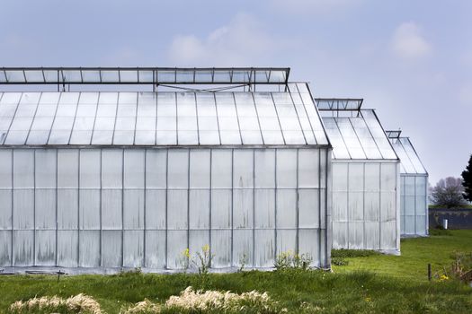 Whitened greenhouse in Westland in the Netherlands