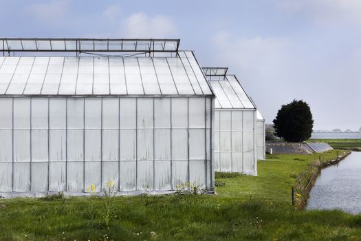 Whitened greenhouse in Westland in the Netherlands