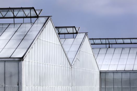 Whitened greenhouse in Westland in the Netherlands