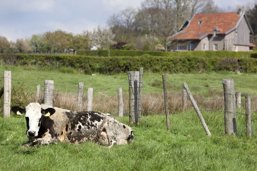 Dirty cow and farmhouse in the background in Limburg in the Netherlands