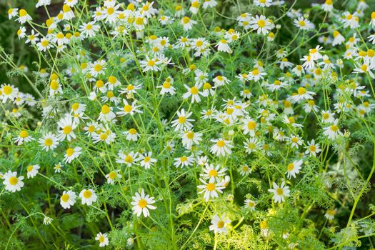 Background of the stalks of blossoming chamomile closeup
