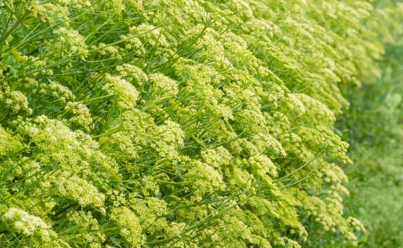 Background of a part of the flowering parsley bush with stems, leaves and inflorescences with a blurred background
