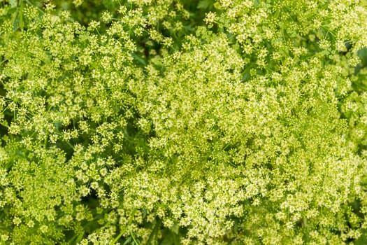 Background of a top view of the flowering parsley bush with stems, leaves and inflorescences 
