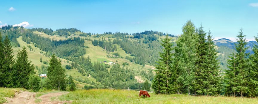 Panorama of Carpathian mountains with trees and pasture with grazing cow in the foreground and buildings of a mountain village on a opposite hillside
