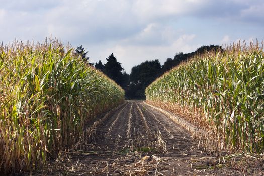 Path in a corn field created by harvesting in the Netherlands