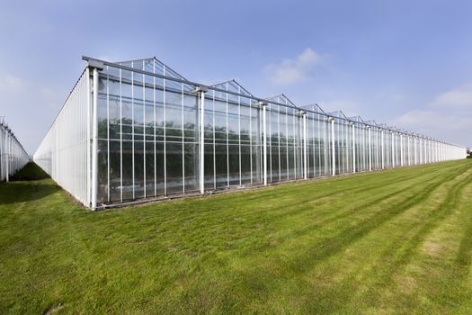 Greenhouse in Westland in the Netherlands