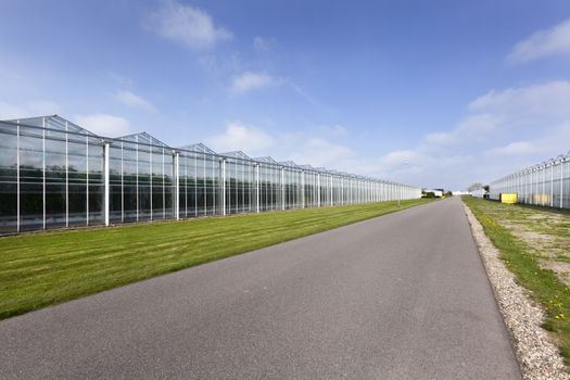 Asphalt road and greenhouses in Westland in the Netherlands