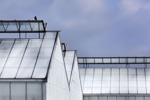 Whitened greenhouse and a black bird on top in Westland in the Netherlands