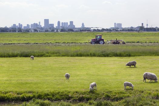 Sheep grazing with the skyline of Rotterdam in the background