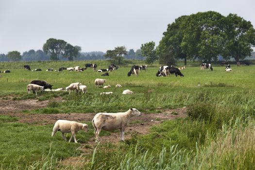 Sheep lambs and cows grazing on green pasture in the Netherlands
