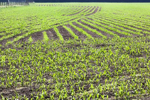 Young corn plants in a field in the Netherlands