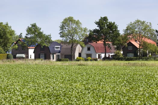 Cozy village houses with agriculture in front in the Netherlands