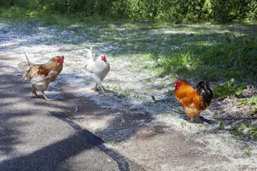 Escaped chickens near a asphalted road