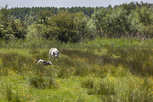 Two cows in a green landscape in the Netherlands