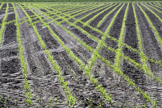 Just planted corn field 