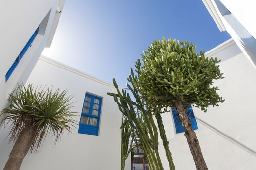 Cactus garden between white apartments with blue windows