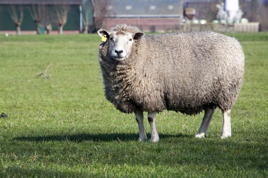Sheep looking at camera and a farm in the background