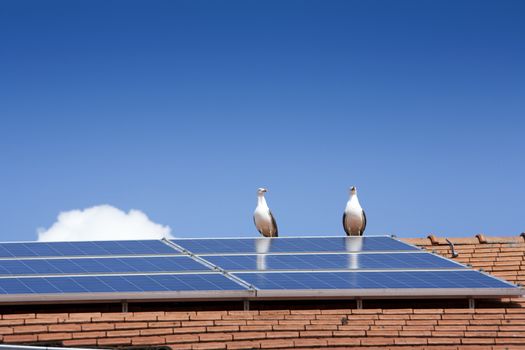 Two seagulls near a solar panel on a roof