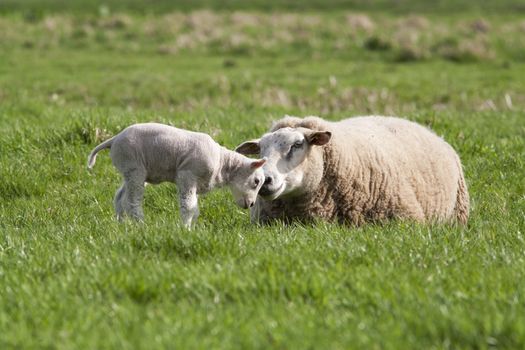 Mother sheep and her cute lamb