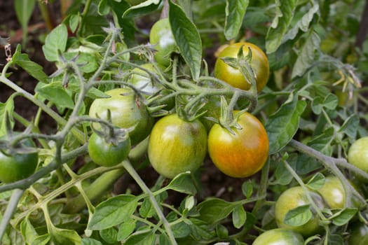 Green tomatoes beginning to ripen to red on the vine in a vegetable bed