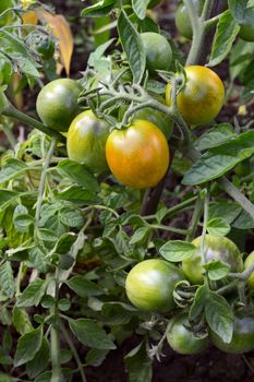 Truss of green tomatoes ripening to red in an allotment