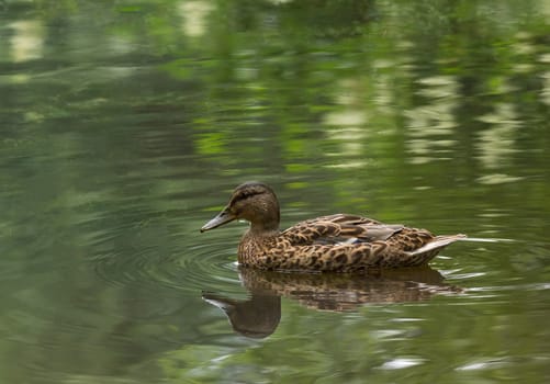 beautiful duck in a pond, nature, summer, park