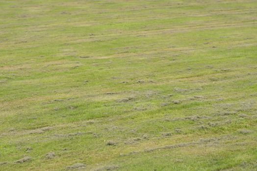 Mowed lawn with colorful mowing strips in the summer
