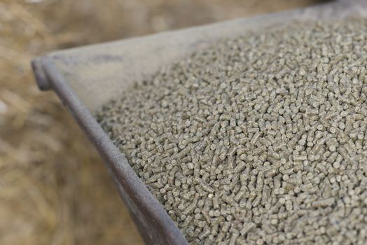 Wheelbarrow with pressed feed chunks as food for young cows
