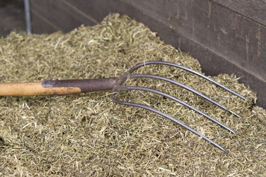 Traditional manure fork with four teeth for spreading of cattle feed
