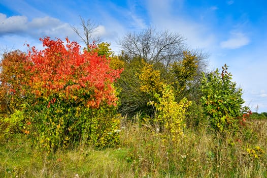 Autumn trees with red leaves and blue sky.