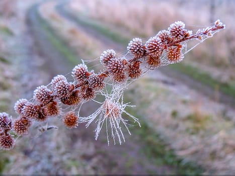 Artistic photo with a branch of grass in the frost on the background of the road.