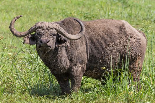 African Buffalo or Cape buffalo, Syncerus caffer, in Ngorongoro Crater national park, Tanzania.