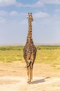 Solitary wild giraffe in Amboseli national park, Kenya.