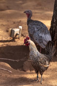 White and black Brahma rooster chicken scratches the ground and pecks for food in a farm yard.