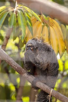 Female white-faced saki sits in a cage in captivity