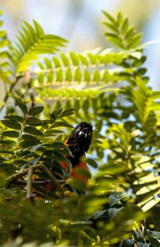 Yellow and black hooded oriole Icterus cucullatus is found in Mexico and Belize. Seen here hiding in a tree.