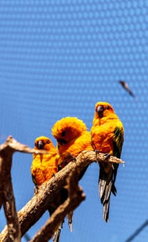 Bright yellow and orange sun conure parakeet Aratinga solstitialis