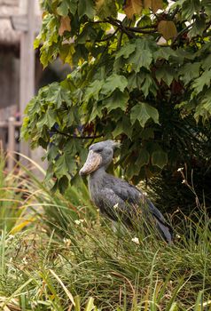 African Shoebill stork Balaeniceps rex is found in Africa in swamps from Sudan to Zambia.