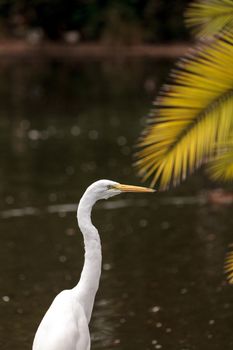 Great egret bird, Ardea alba, stands in a salt marsh in the upper Newport bay in Newport Beach, California, United States.