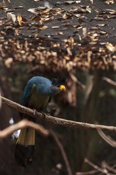 Great blue turaco bird, Corythaeola cristata, is found in Africa