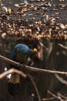 Great blue turaco bird, Corythaeola cristata, is found in Africa