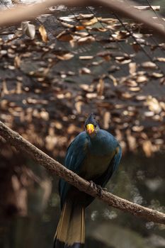 Great blue turaco bird, Corythaeola cristata, is found in Africa