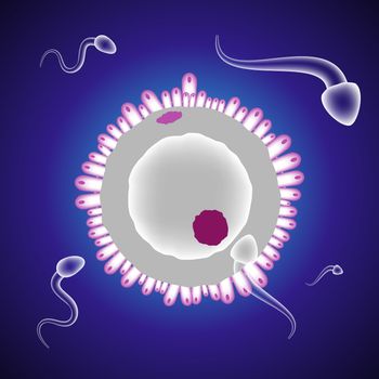 Ovule surrounded by sperm on blue background. Medical illustration