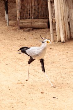 Secretarybird Sagittarius serpentarius is a large bird from Africa that stomps on sneaks and then eats them.