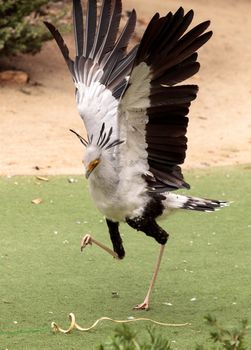 Secretarybird Sagittarius serpentarius is a large bird from Africa that stomps on sneaks and then eats them.