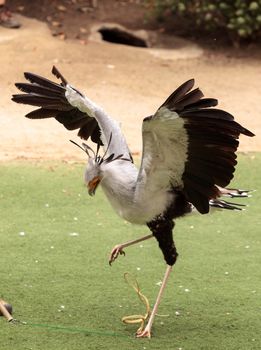 Secretarybird Sagittarius serpentarius is a large bird from Africa that stomps on sneaks and then eats them.