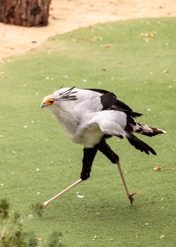 Secretarybird Sagittarius serpentarius is a large bird from Africa that stomps on sneaks and then eats them.