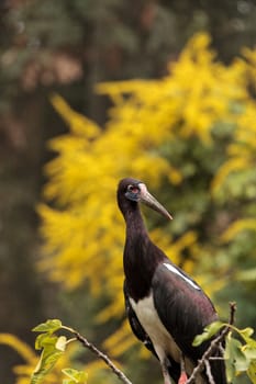 White-bellied stork also called Abdims Stork Ciconia abdimii is found in the sub-saharan Africa to southwest Arabia