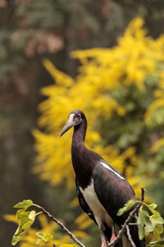 White-bellied stork also called Abdims Stork Ciconia abdimii is found in the sub-saharan Africa to southwest Arabia