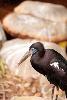 White-bellied stork also called Abdims Stork Ciconia abdimii is found in the sub-saharan Africa to southwest Arabia